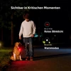 Mann geht nachts mit Golden Retriever Gassi, Hund trägt leuchtendes rotes LED-Sicherheitslicht am Halsband im Dunkeln